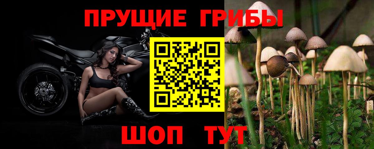 Псилоцибиновые грибы мухоморы  где купить   Люберцы  Псилоцибиновые грибы Cubensis 